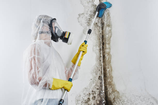 Best DIY Mold Remediation in Fitchburg, WI